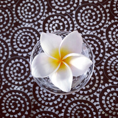 Frangipani flower (plumeria) in a mini vase in a late-day light on a tablecloth.