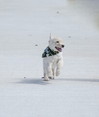 O golden retriever é uma raça canina do tipo retriever originária da Grã-bretanha, e foi desenvolvida para a caça de aves aquáticas.