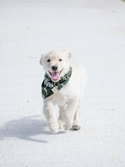 O golden retriever é uma raça canina do tipo retriever originária da Grã-bretanha, e foi desenvolvida para a caça de aves aquáticas.