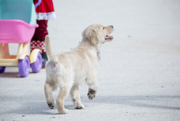 O golden retriever é uma raça canina do tipo retriever originária da Grã-bretanha, e foi...