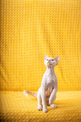 White Devon Rex Kitten Kitty. Short-haired Blue-eyed Cat Of English Breed On Yellow Plaid Background. Shorthair Pet Cat Looking Up