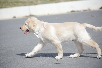 O golden retriever é uma raça canina do tipo retriever originária da Grã-bretanha, e foi desenvolvida para a caça de aves aquáticas.