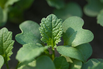 Close-up de légumes verts frais feuilles pétales de moutarde. Nourriture végétarienne, concept d& 39 alimentation saine.