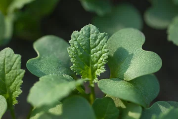 Photo sur Aluminium Doux monstres Close-up de légumes verts frais feuilles pétales de moutarde. Nourriture végétarienne, concept d& 39 alimentation saine.