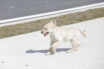 O golden retriever é uma raça canina do tipo retriever originária da Grã-bretanha, e foi...