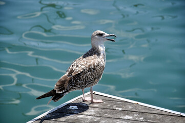 seagull on the port