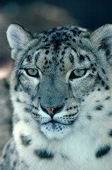 Fototapeta premium Snow Leopard portrait of an endangered species.
