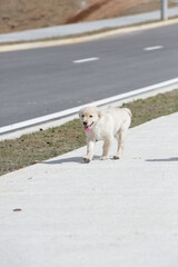 O golden retriever é uma raça canina do tipo retriever originária da Grã-bretanha, e foi...