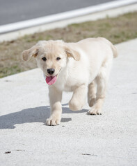 O golden retriever é uma raça canina do tipo retriever originária da Grã-bretanha, e foi desenvolvida para a caça de aves aquáticas.