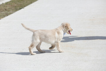 O golden retriever &eacute; uma ra&ccedil;a canina do tipo retriever origin&aacute;ria da Gr&atilde;-bretanha, e foi desenvolvida para a ca&ccedil;a de aves aqu&aacute;ticas.