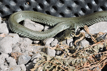 A portrait of a green grass snake flicking out its forked tongue while basking in the sun on grey stones, black dimpled foil in the background