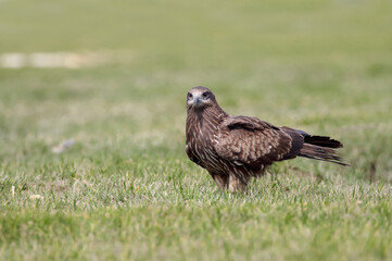 Black Kite in Bangladesh. black kite is a medium-sized bird of prey in the family Accipitridae, which also includes many other diurnal raptors.