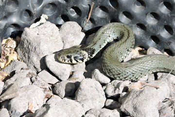 A portrait of a green grass snake basking in the sun on grey stones, black dimpled foil in the background