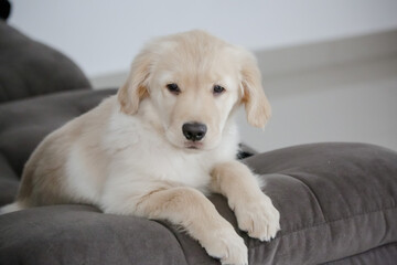 O golden retriever &eacute; uma ra&ccedil;a canina do tipo retriever origin&aacute;ria da Gr&atilde;-bretanha, e foi desenvolvida para a ca&ccedil;a de aves aqu&aacute;ticas.