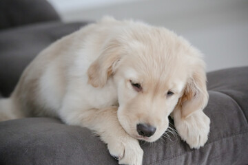 O golden retriever é uma raça canina do tipo retriever originária da Grã-bretanha, e foi desenvolvida para a caça de aves aquáticas.