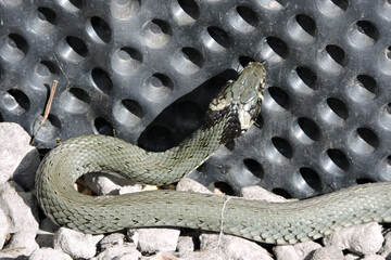 A portrait of a green grass snake basking in the sun on grey stones, black dimpled foil in the background - Powered by Adobe