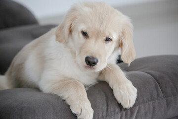 O golden retriever é uma raça canina do tipo retriever originária da Grã-bretanha, e foi desenvolvida para a caça de aves aquáticas.