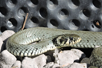 A portrait of a green grass snake basking in the sun on grey stones, black dimpled foil in the...