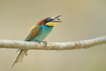 Spring season with a bee in its beak, European Bee-eater