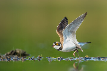 Looking for food in a dry pond, Little Ringed Plover