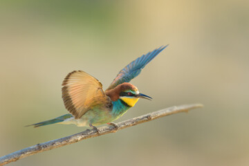 On the branch in spring, European Bee-eater