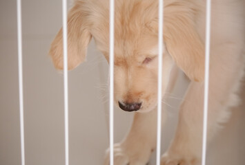 O golden retriever é uma raça canina do tipo retriever originária da Grã-bretanha, e foi...