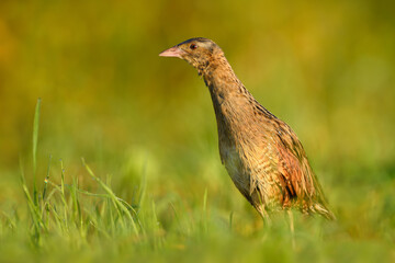 Early morning walk in the meadow, Corn Crake