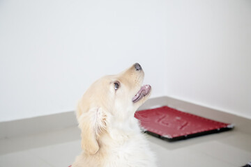 O golden retriever é uma raça canina do tipo retriever originária da Grã-bretanha, e foi...