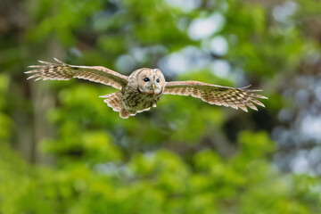 Owl flying through the forest, Tawny Owl