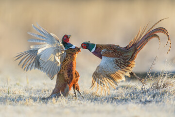 Males fight for the area in the meadow, Common Pheasant