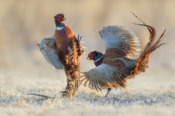 Males fight for the area in the meadow, Common Pheasant