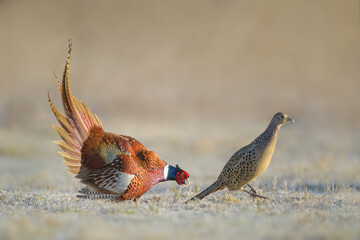 Mating dance in the meadow in spring time, Common Pheasant