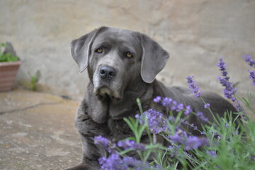 Grauer Hund liegt vor Lavendel Busch im Garten