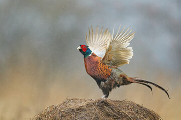 Spring singing in the meadows, Common Pheasant