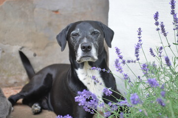 Schwarzer Hund liegt neben Lavendel Busch im Garten
