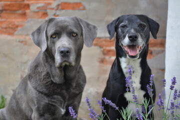 Zwei Hunde sitzen im Garten vor hinter Lavendel Busch