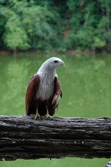 Hawk