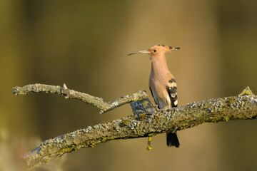 On a branch in the spring time, Eurasian Hoopoe