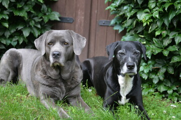 Zwei Hunde liegen im Garten und genie&szlig;en den Sommer