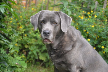 Fototapeta na wymiar Grauer Hund sitzt im Garten vor gelben Blüten.