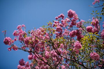 purple ipe tree blooms in the city