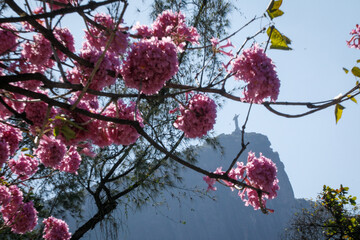 purple ipe tree blooms in the city