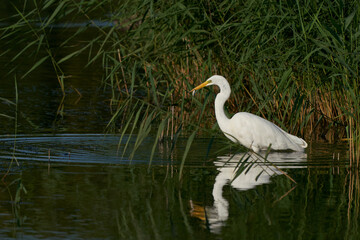 Great White Egret (Ardea alba) hunting amongst the reed along the edge of a lake at Ham Wall in Somerset, United Kingdom. 