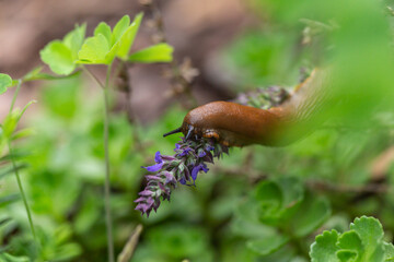 A red slug eating a flower