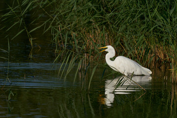 Naklejka premium Great White Egret (Ardea alba) hunting amongst the reed along the edge of a lake at Ham Wall in Somerset, United Kingdom. 