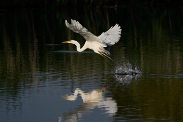 Great White Egret (Ardea alba) flying across a lake at Ham Wall in Somerset, United Kingdom. 