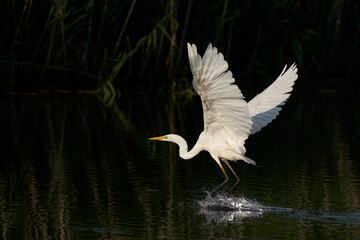 Great White Egret (Ardea alba) flying across a lake at Ham Wall in Somerset, United Kingdom. 