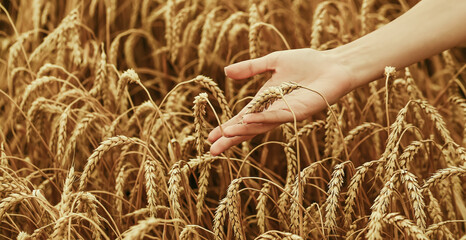 female hand touches a spikelet in a wheat field. close-up