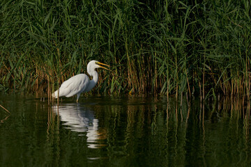 Great White Egret (Ardea alba) hunting amongst the reed along the edge of a lake at Ham Wall in Somerset, United Kingdom. 