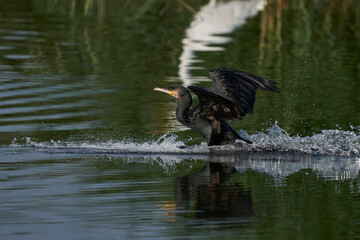 Cormorant (Phalacrocorax carbo) landing on a lake at Ham Wall in Somerset, United Kingdom. 